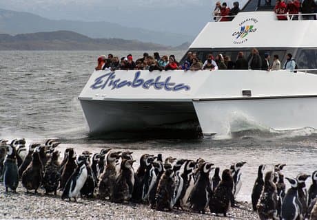 Bezoek Wolf Island, de vuurtoren van Les Eclaireurs en het Penguin House