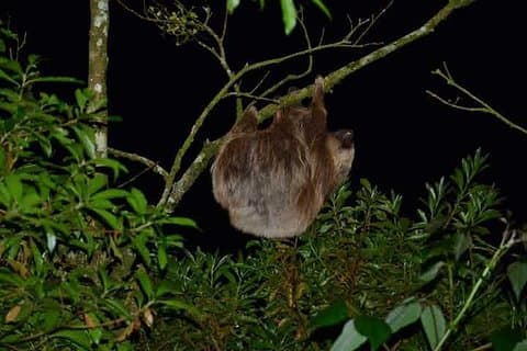 Geführter Nachtspaziergang durch den Nebelwald von Monteverde