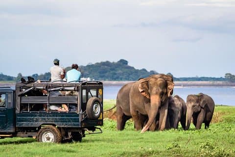 Afternoon Safari at Minneriya National Park