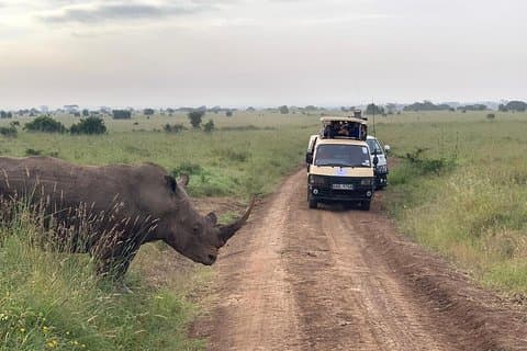 Nairobi National Park Safari–Avontuur aan de rand van de stad Gratis ophalen