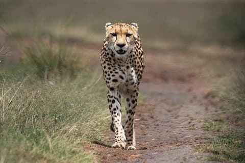 Vanuit Nairobi : 3 - Dagen Maasai Mara Groepssafari per 4WD