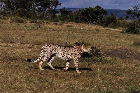 3 DÍAS Mejor Safari Masai Mara (POPULAR)