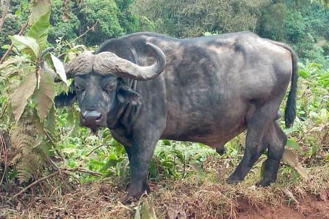 Gita di un giorno a Ngorongoro da Arusha / Kilimangiaro
