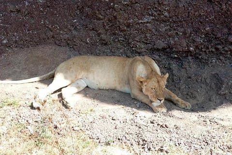 Dagstur til Tarangire nasjonalpark fra Arusha / Kilimanjaro
