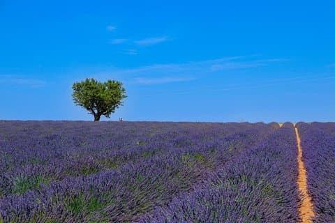 Provence – Lavender Fields privat förlängd heldagstur