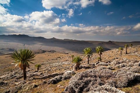8 dager Trekking Bale Mountains