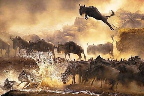 3 dagar Masai Mara privat safari i AA lodge