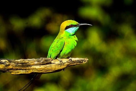 Tour de 2 días a Udawalawe y al Parque Nacional Yala desde Negombo
