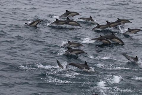 City Cruises San Diego : Aventura de avistamiento de ballenas y delfines