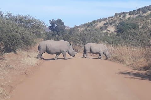 Pilanesberg national park full-day guided tour