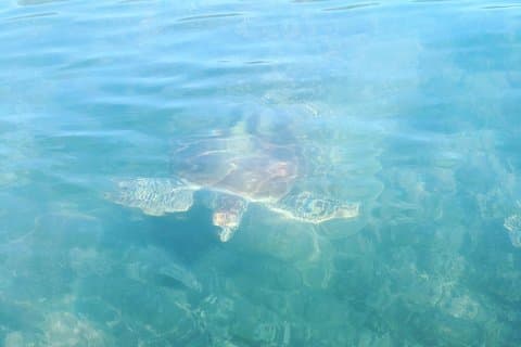 Kayak Turtle Tour from Palm Cove