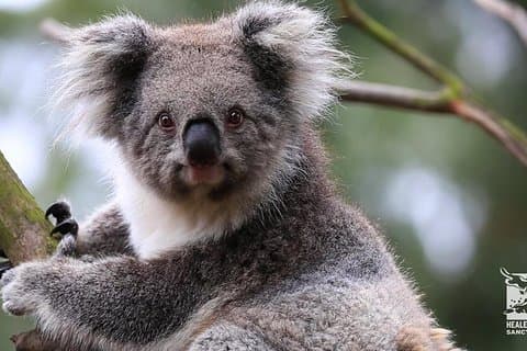 Penguin and Australian Animals Private Tour