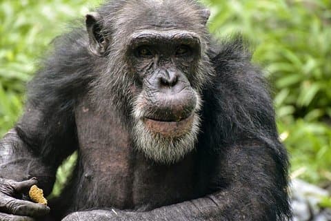 Gorilla, Chimpanzee and Murchison Falls Safari 10 Days/09 Nights