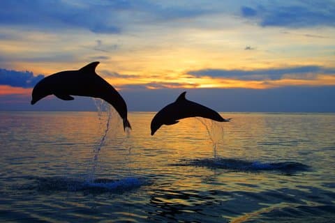 Excursão Dolphin North Bali