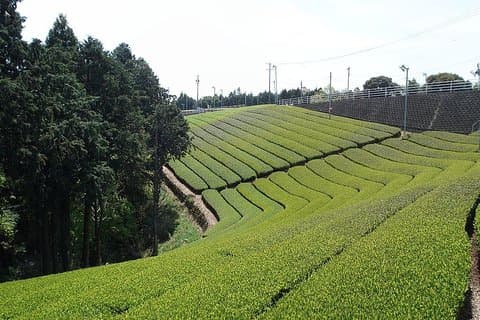 Excursion d'une journée à Cameron Highlands & Batu Caves au départ de Kuala Lumpur