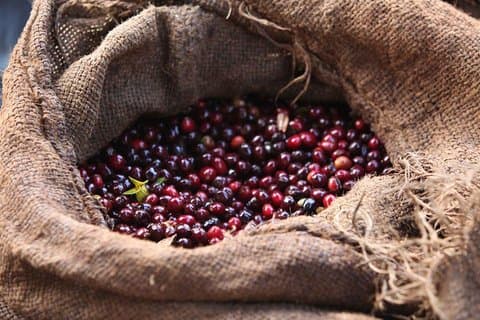 8 Tage äthiopische Kaffeetour