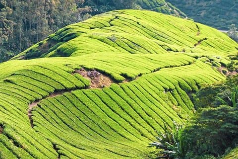 Visite économique: visite d'une journée aux Cameron Highlands