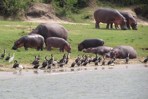 1 dags Akagera Game Drive Safari