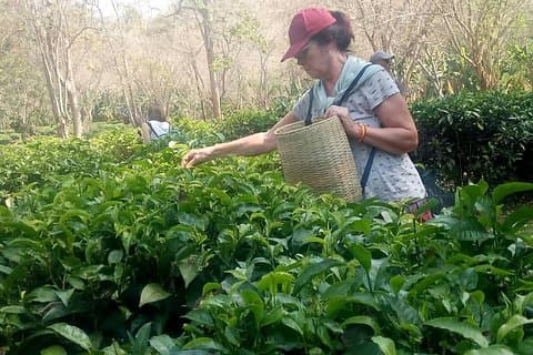 Chiang Mai privat tur med teplantage, Karen Village, Doi Suthep