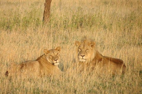 06 Tage, 05 Nächte Safari nach Tarangire, Lake Manyara, Serengeti und Ngorongoro
