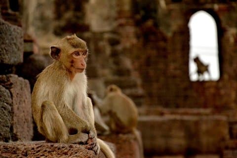 Visita de Lopburi, a cidade dos macacos, de Bangkok com guia em inglês