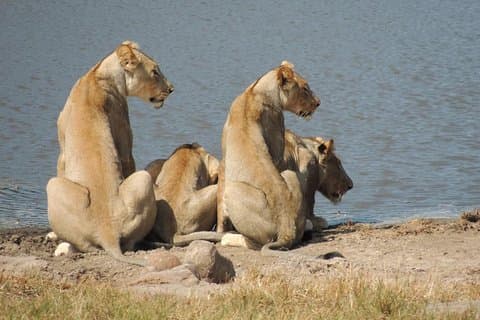 Hluhluwe/iMfolozi Game Reserve Full Day Game Drive