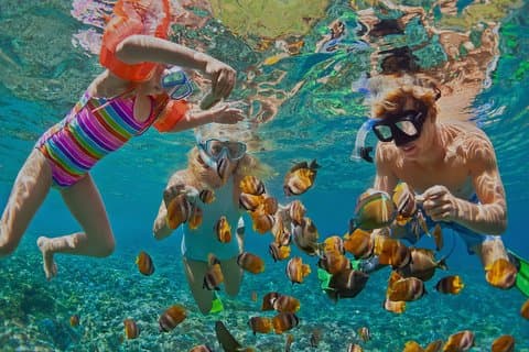 Dolphin Watching och Snorkling Tour från Muscat