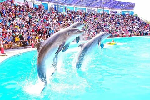 Spettacolo di delfini a Sharm