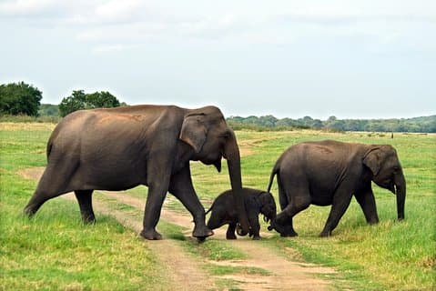 Safari nel parco nazionale di Minneriya da Kandy