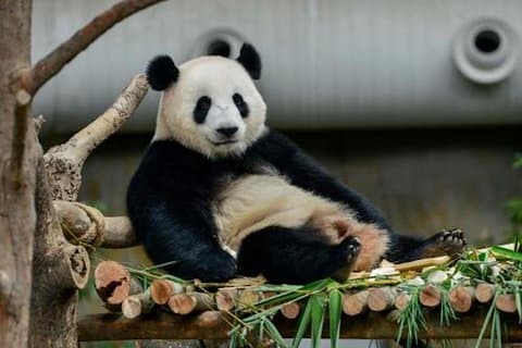 Dujiangyan oder Wolong Panda Sanctuary Tagestour Option Panda Halter