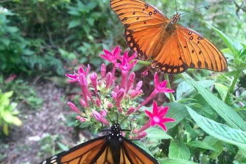 Maui Butterfly Farm Tour