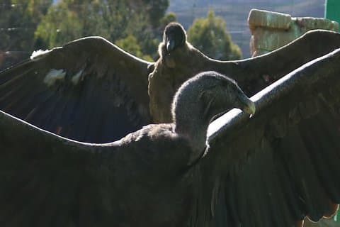 Esperienza mistica a Cochahuasi (benedizioni del condor andino)
