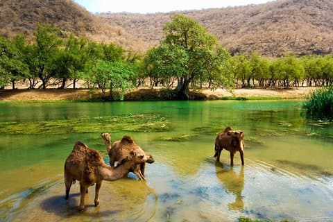 11 dages tur Muscat og Salalah