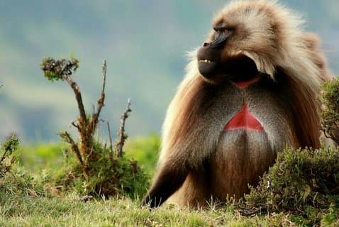 10 Days in Northern Ethiopia Tours
