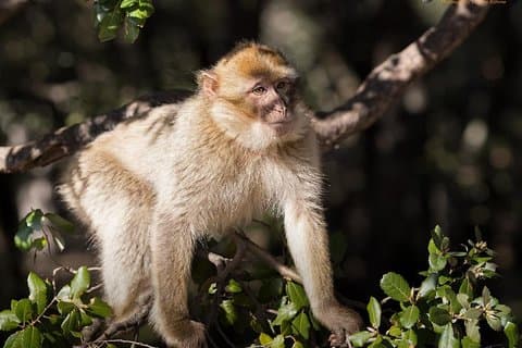 フェズからミドルアトラスへの日帰り旅行