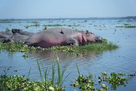 Nairobi to Lake Naivasha Day Tour with Crescent Island