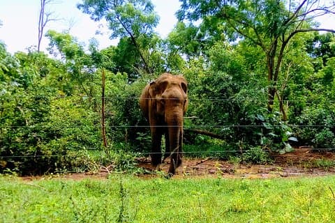Udawalawe Safari Tour - Abholung und Transfer vom Hotel inklusive