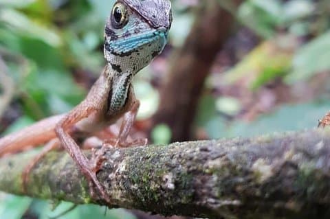 Sinharaja Rainforest Short Tour By Rainforest Expedition