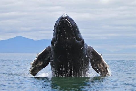 Samana Tours (With Whales) Excursion d'une journée complète! Tour tout compris!