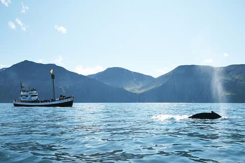 Whale and Puffin Watching around Skjálfandi Bay from Husavik