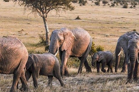 4-Day Best Maasai Mara & Lake Nakuru Safari (ECONOMY)
