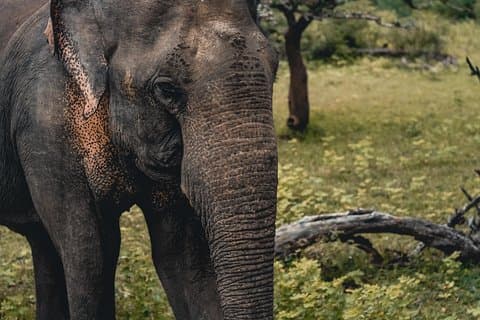 Tierwelt von Sri Lanka (10 Tage)