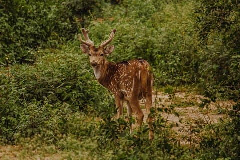 Bharatpur Vogelbeobachtung und Wildtiere aus Delhi