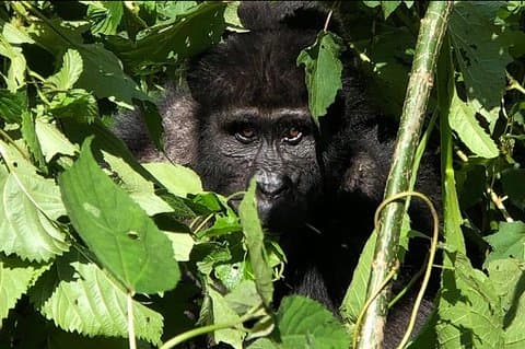 12 Day Affordable Safari-Gorilla and Primate Track Uganda