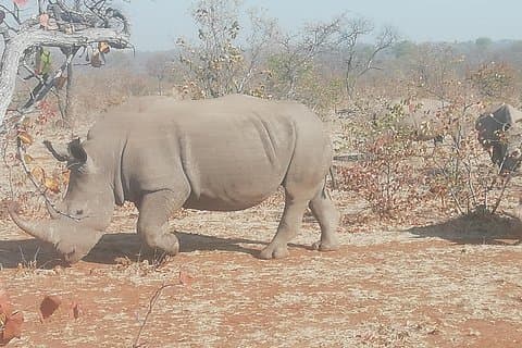 Rhino Game Drive and Walking Safaris