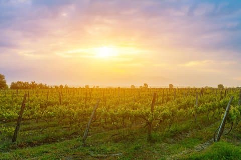 Kakheti Weinregion - Private Tour