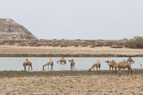 Half day tour O Melhor do Oeste: Salalah Tours