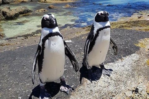 Cape of Good Hope-Penguin-Private Tour kombinert med vinsmaking på heldagstur