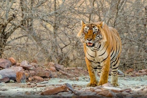 6 Days Golden Triangle Tour With Ranthambore {Taj ,Tigers & More}
