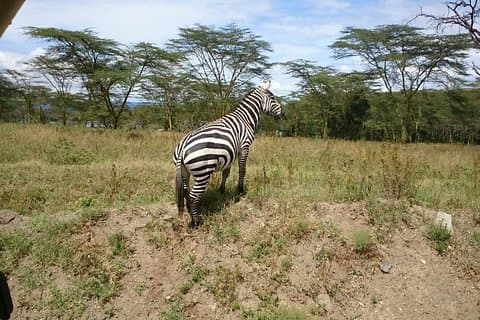 Lake Nakuru Park & Lake Naivasha Boat Ride